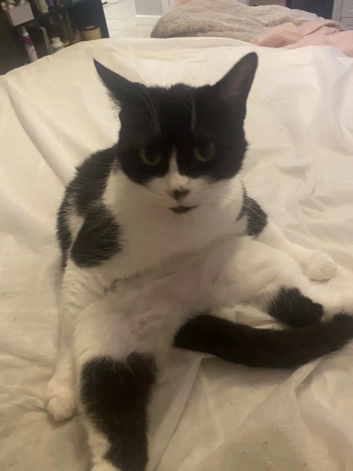 A black and white cat with yellow eyes sits on a rumpled white bedsheet, looking directly at the camera with a slightly…
