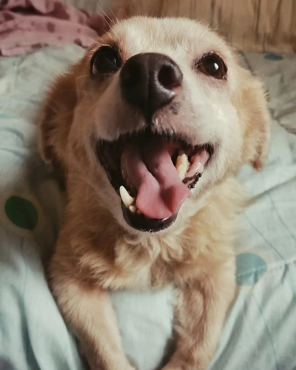 A close-up photo of a light-colored, fluffy dog lying on a patterned bedspread with its mouth wide open, tongue out, and…