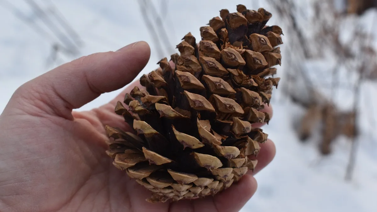 A close-up photo shows a person's hand holding a large, brown pinecone against a snowy background with blurred trees. The…