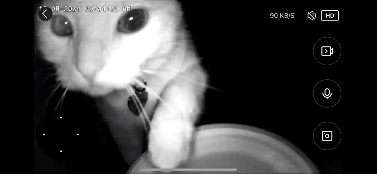 A grainy, black-and-white security camera-style image shows a close-up of a cat's face, with its nose and whiskers blurred…