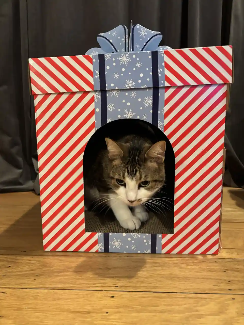A tabby and white cat with green eyes peers out from an arched opening in a large, festive gift box decorated with red and…