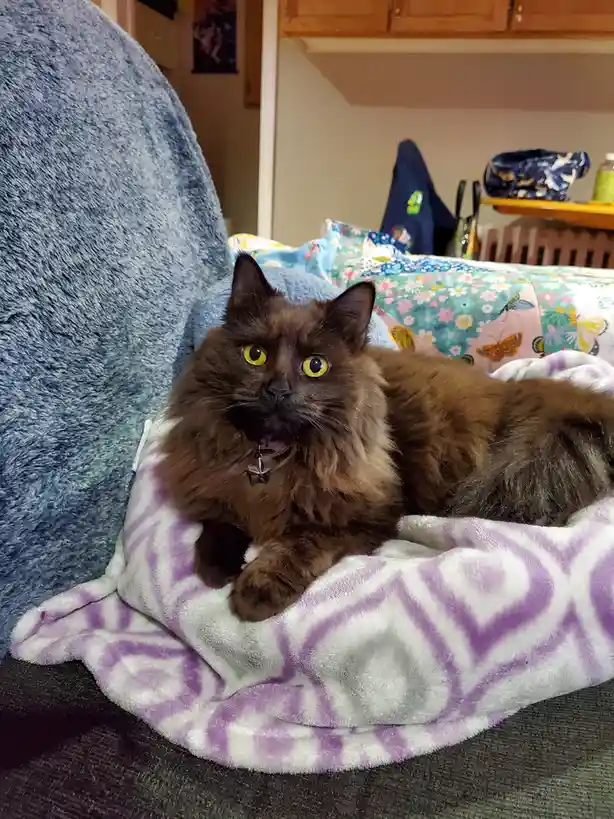 A fluffy brown cat with bright yellow eyes lies on a purple and white patterned blanket on a couch, looking directly at the…