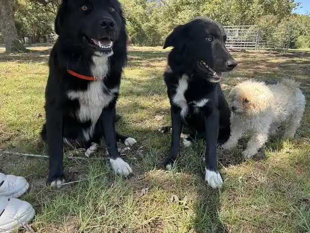 Three dogs are sitting on grass in a yard: two large black dogs with white markings and one small curly-haired white dog…