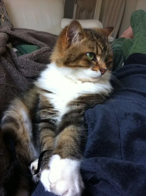 a fluffy brown and white tabby cat lounges on a person's lap, looking relaxed and slightly unimpressed. The cat's paw rests…