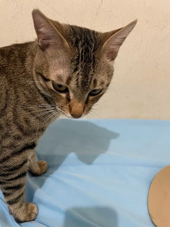 Cute Cat Adventures