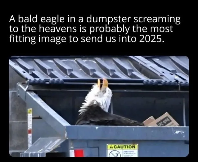 A bald eagle with a white head and dark body is perched inside a large blue dumpster, its beak open as if screaming. The…
