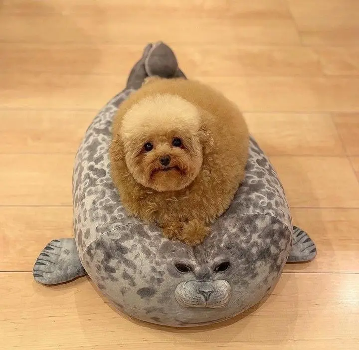 A small, fluffy, light-brown dog with dark eyes is sitting atop a large, grey-and-white spotted seal-shaped plush toy on a…