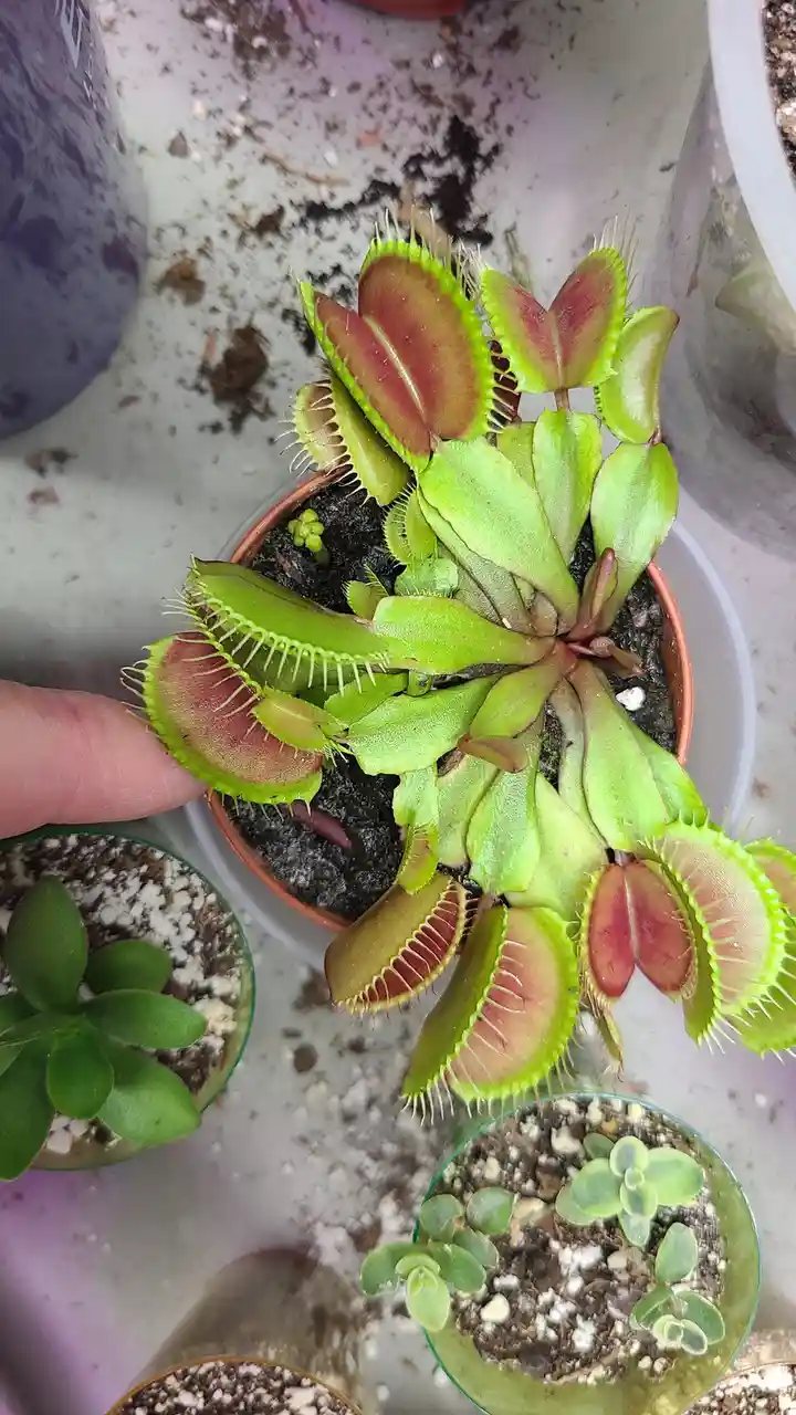 A close-up photo shows a person's finger gently touching the open, toothed trap of a Venus flytrap plant in a terracotta…