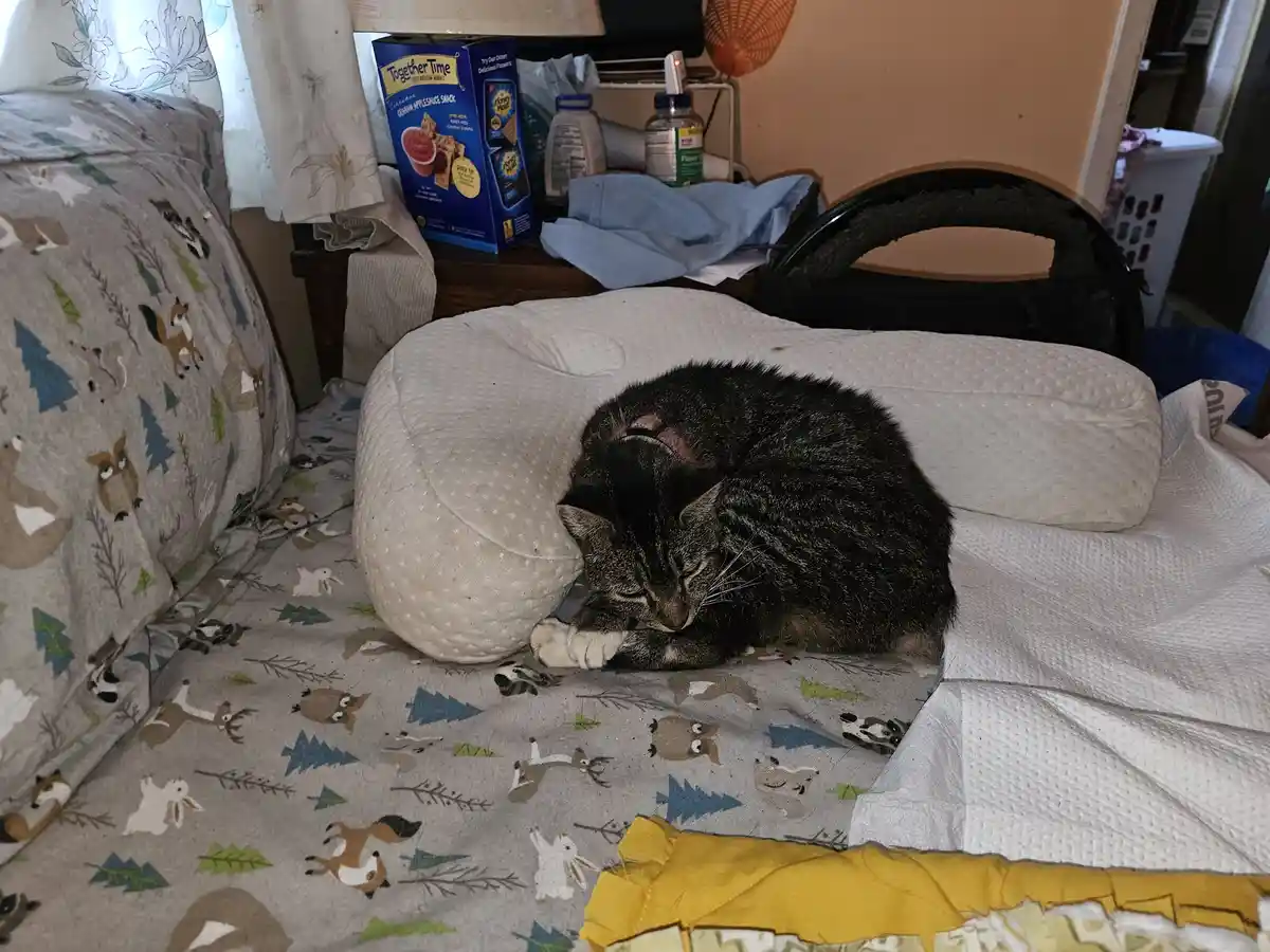 The Adorable Sleepy Cat Moment