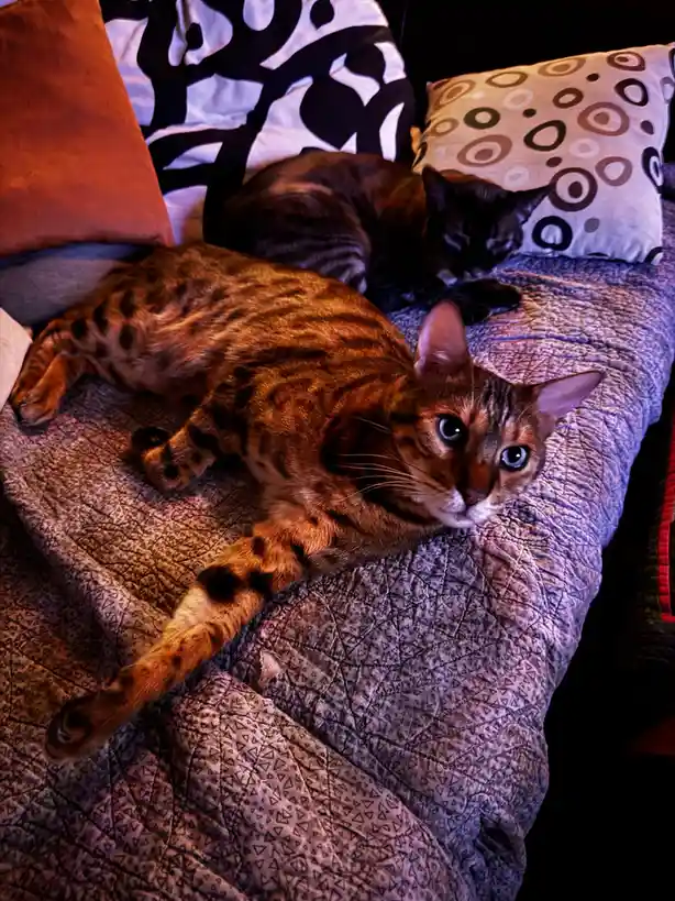 Caturday Cuteness: Meet Findus and Luci-fur