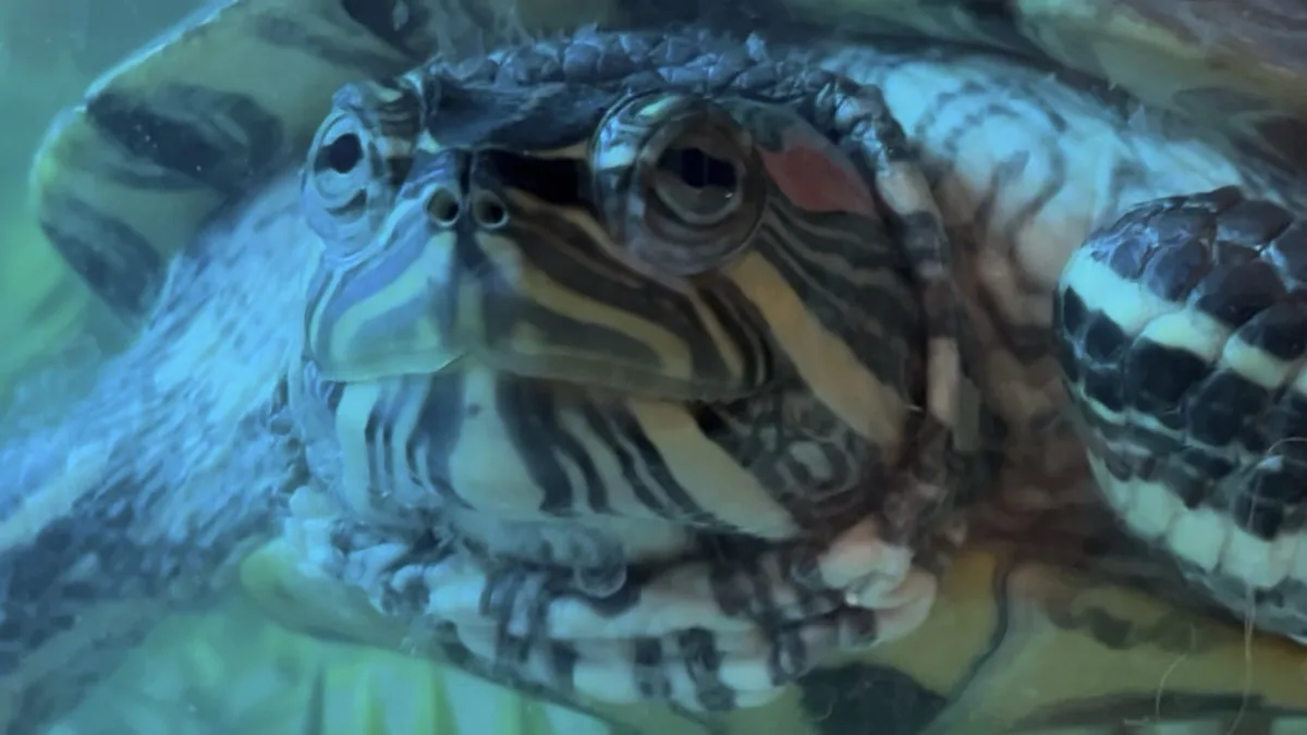A close-up underwater shot of a turtle's face, showing its eyes, striped pattern, and textured skin. The turtle appears to…
