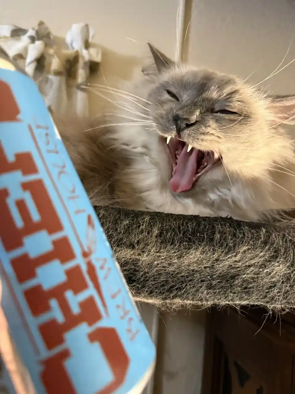 A fluffy gray and white cat is yawning widely with its mouth open, showing its teeth and tongue, while resting on a textured…