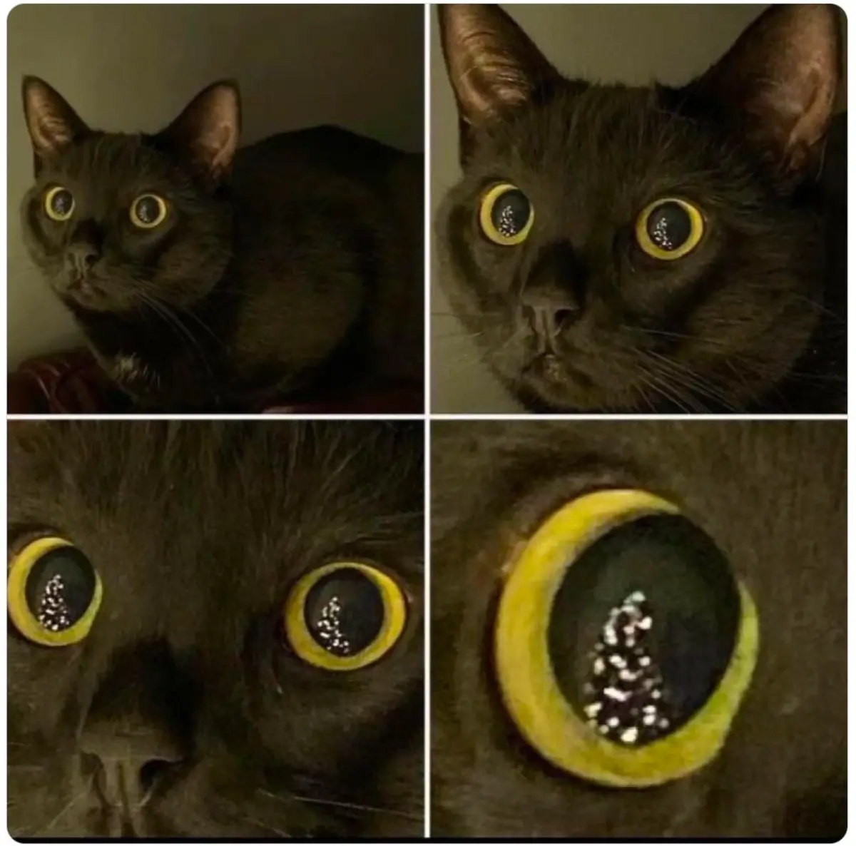 A four-panel image shows a black cat's eyes progressively zoomed in, revealing a small, glittery christmas tree reflection…