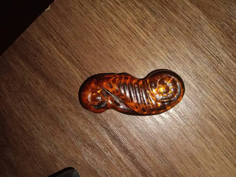 A translucent amber-colored, spiral-shaped object with ribbed texture lies on a dark wooden surface. The overlaid text reads…
