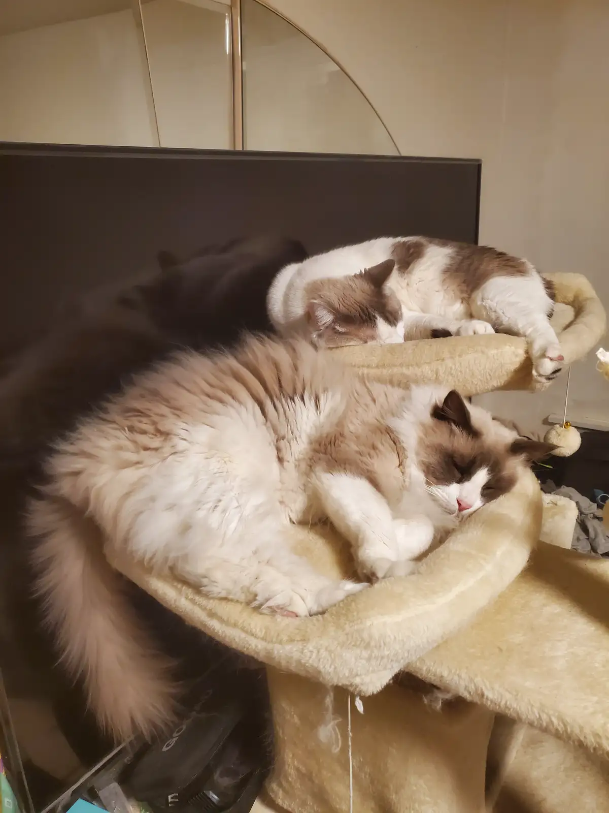 Two fluffy cats are sleeping soundly on different levels of a beige cat tree, one larger cat on the lower level and a…