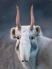 A close-up photograph of a white, horned animal with a long, narrow snout and large, expressive eyes, looking directly at…
