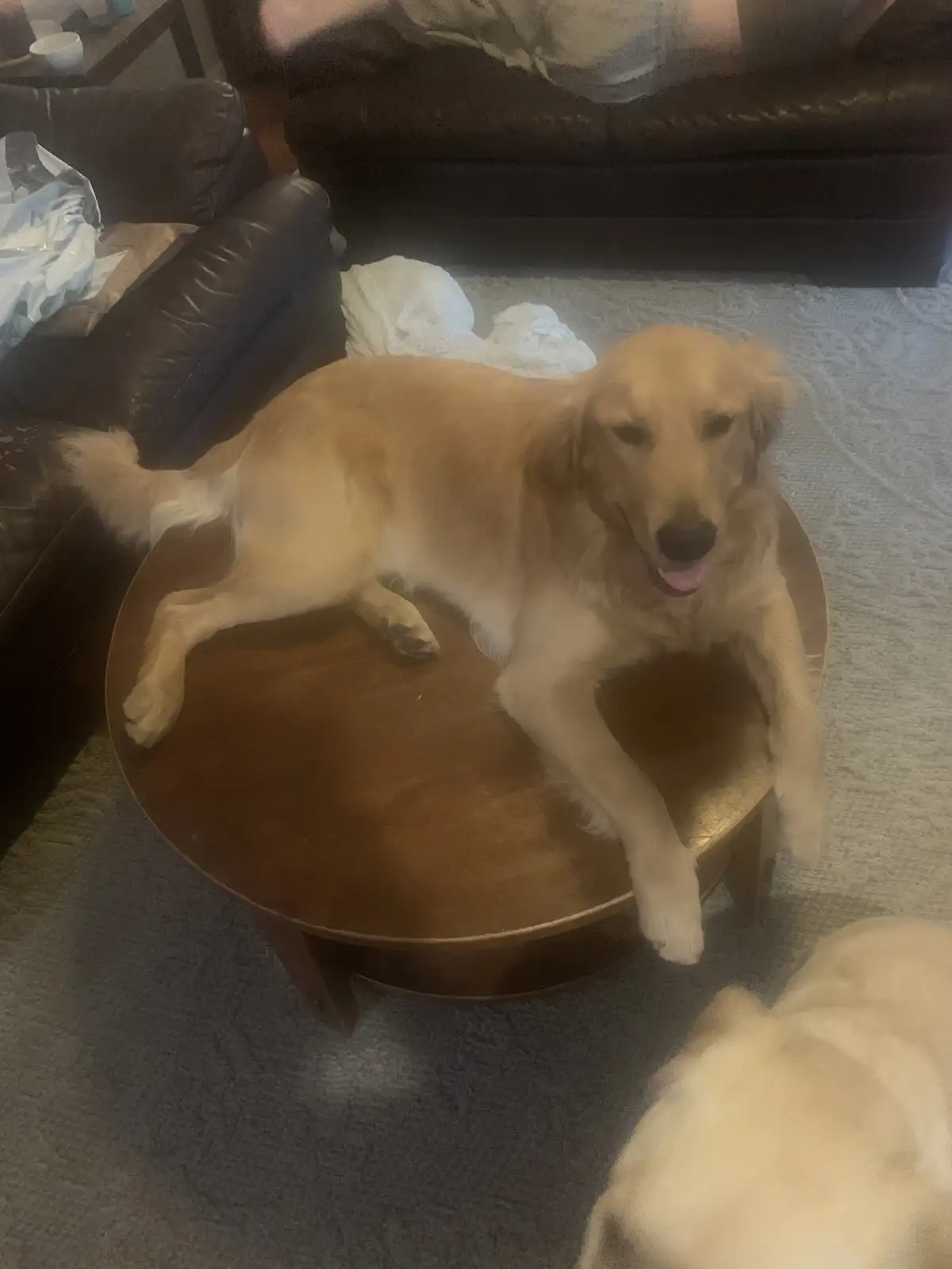 A golden retriever is lounging comfortably on a round wooden coffee table in a living room, with its paws dangling over the…
