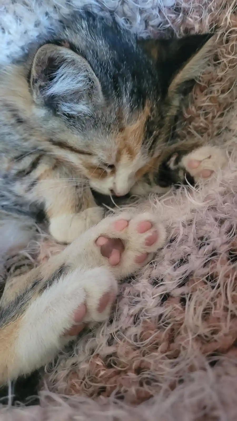A calico kitten with grey, orange, and white fur is curled up asleep on a fluffy pink and white rug, its paws visible and…