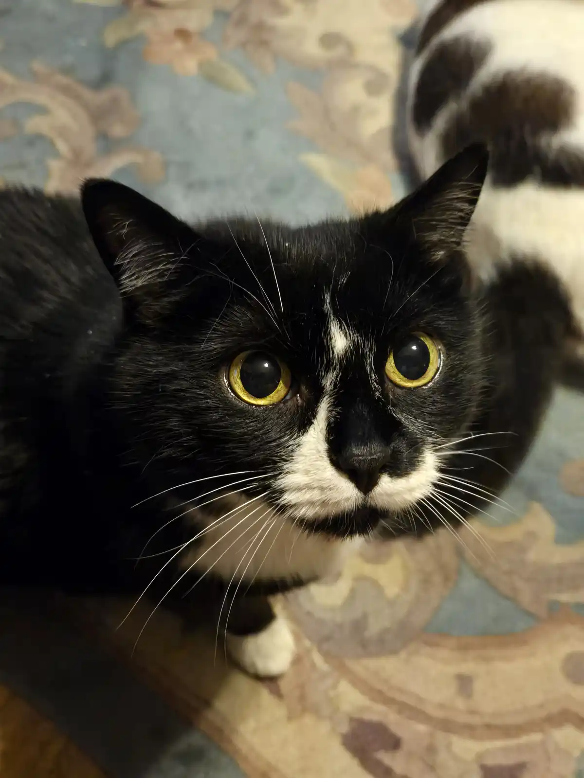 A close-up photo of a black and white cat with large, round yellow eyes staring directly at the camera, lying on a patterned…