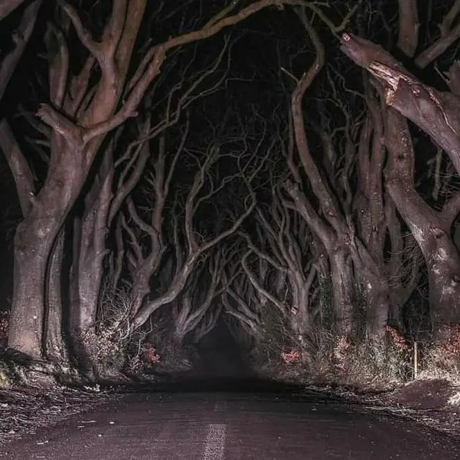 A Friendly Stroll Down the Country Road