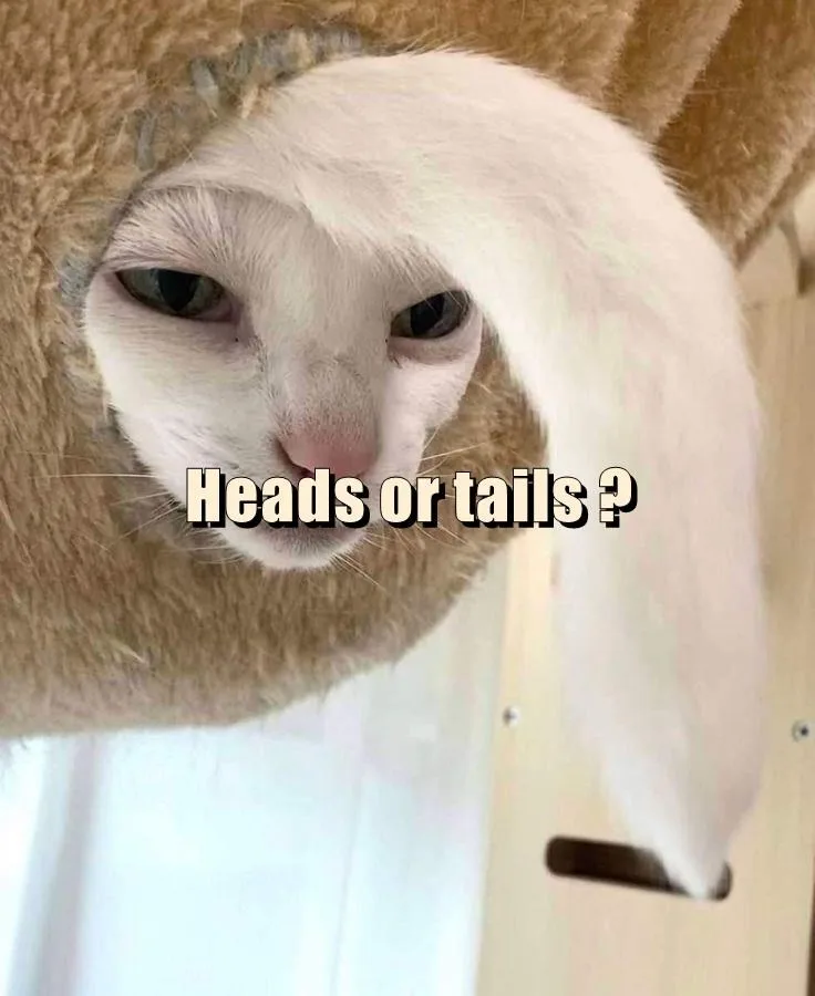 A white cat with a long, fluffy white tail draped over its face, partially obscuring its eyes, looks directly at the camera…