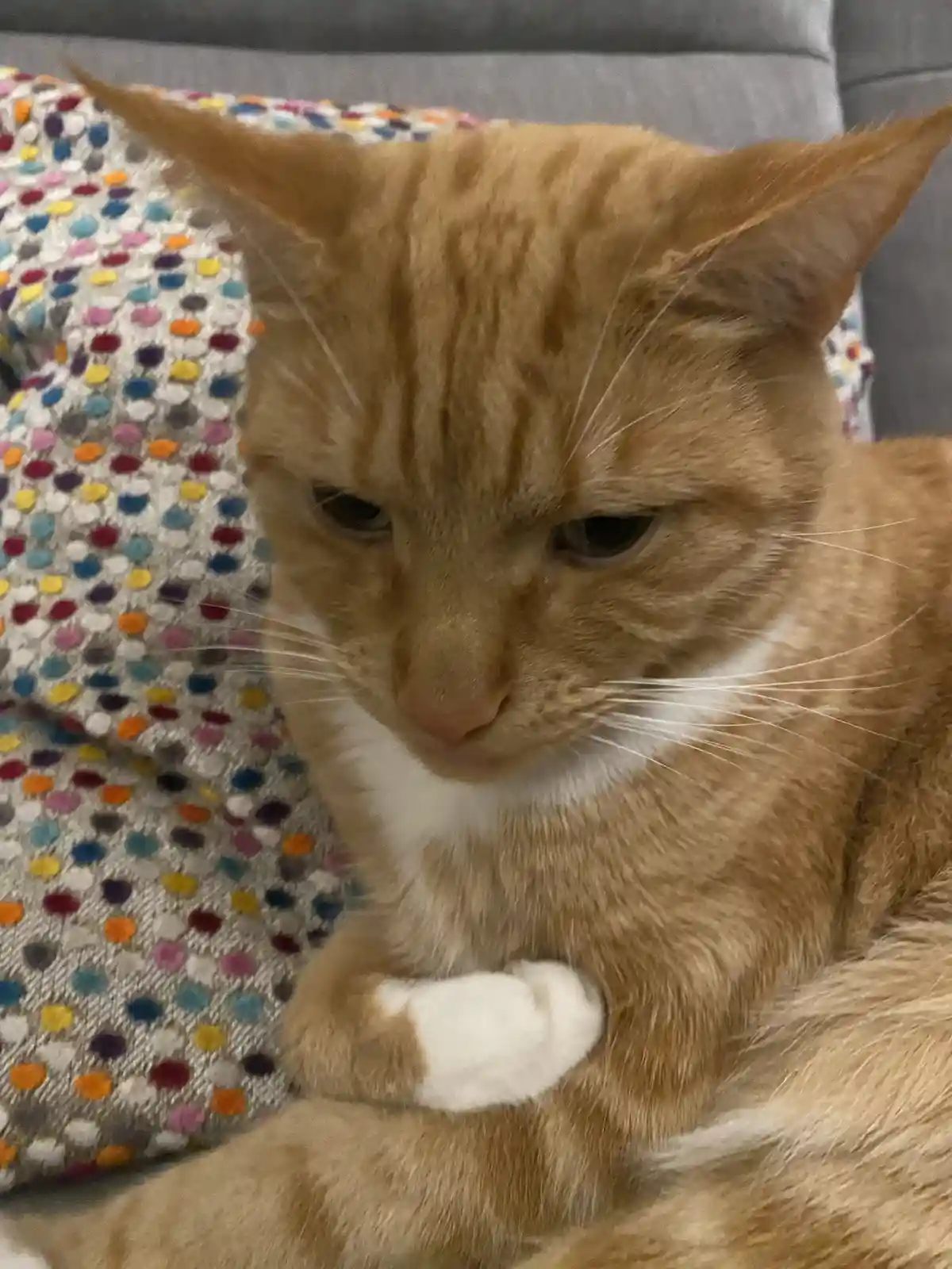 A close-up photo of an orange tabby cat with a white chest and paws, looking down with a visibly unimpressed or disappointed…