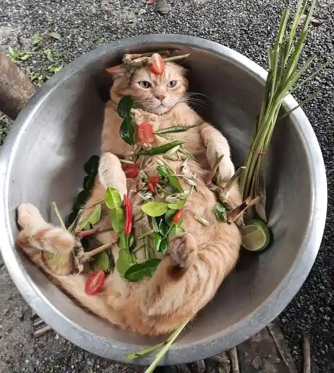 An orange tabby cat lies relaxed and upside-down in a large metal bowl, surrounded by fresh Thai herbs, red chilies, lime…