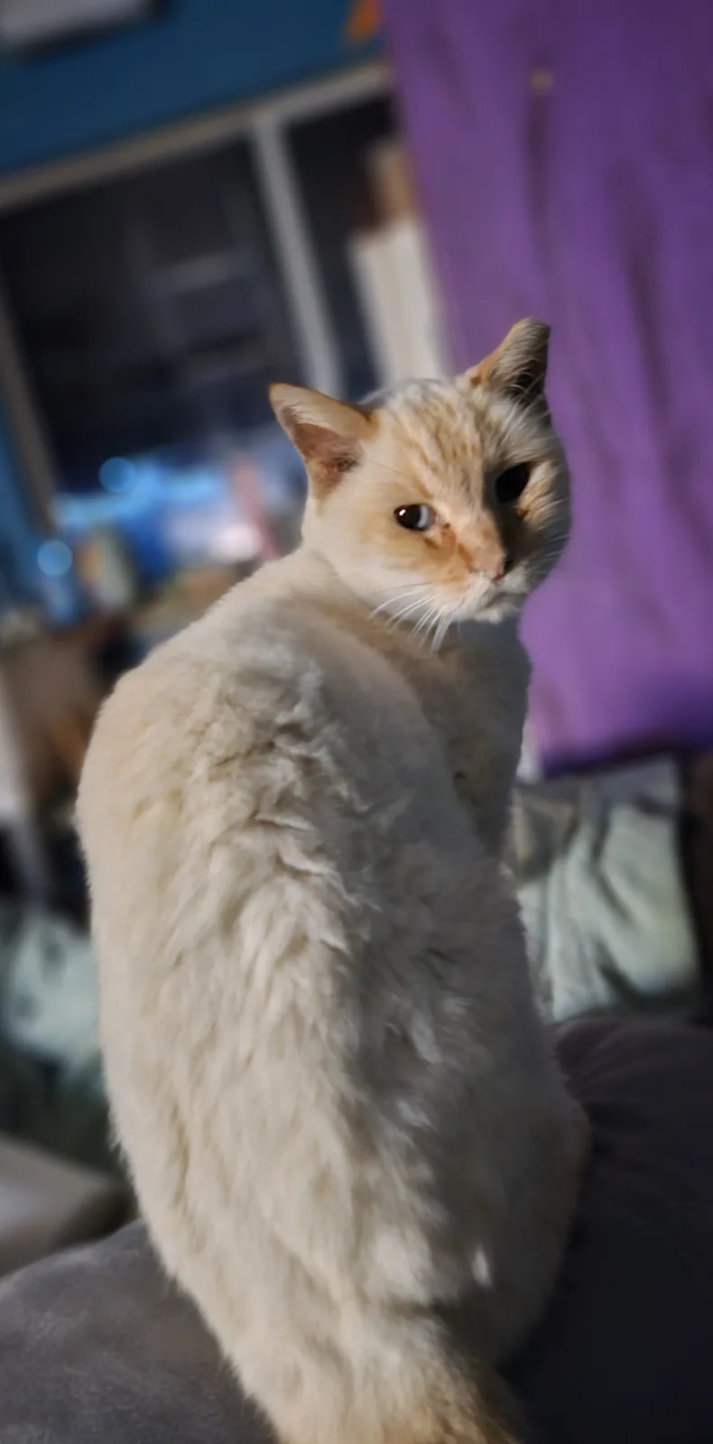 A fluffy, cream-colored cat with orange markings sits on someone's lap, looking away with a disinterested expression. The…