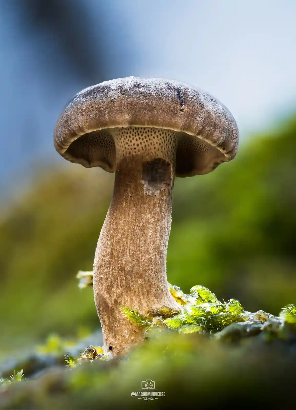 Introducing Winter Polypore: A Unique Creation [OC]