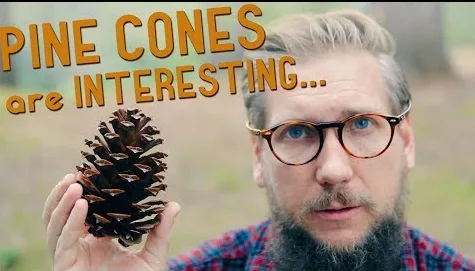 Cheering for Team Pine Cones!