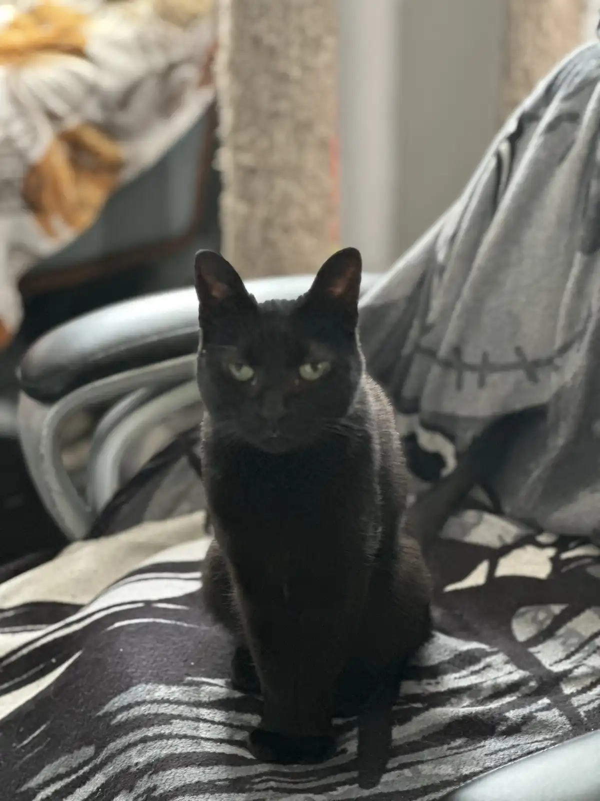 A black cat with green eyes sits upright on a patterned blanket, staring directly at the camera with a stern, unimpressed…