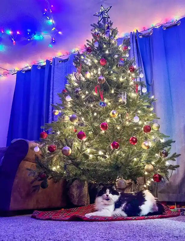 Princessa Nestled Under the Yule Tree
