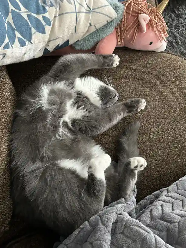 A gray and white cat is lying on its back on a brown couch, paws in the air, looking relaxed. Next to it is a pink unicorn…
