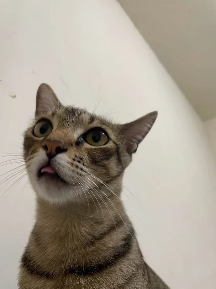 Adorable Cat Cuteness Overload