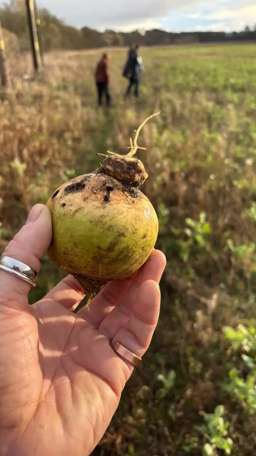 Locate the Turnip and Launch It!