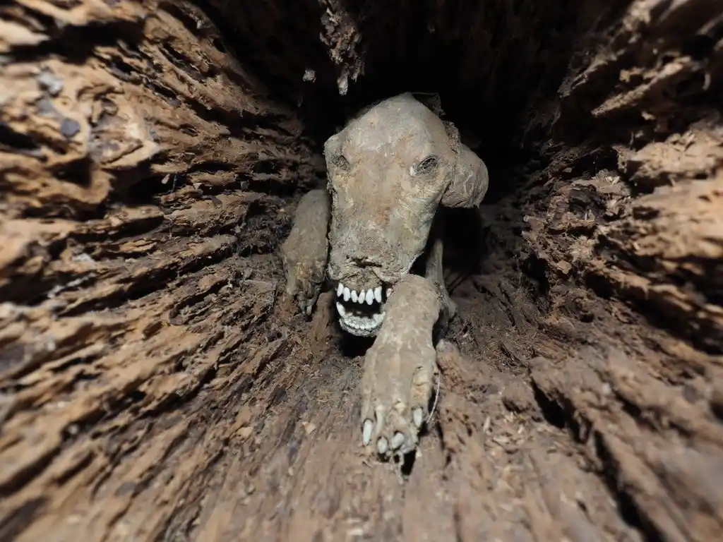 A preserved, mummified animal head and front limbs emerge from a hollow tree trunk, with visible teeth and claws. The…