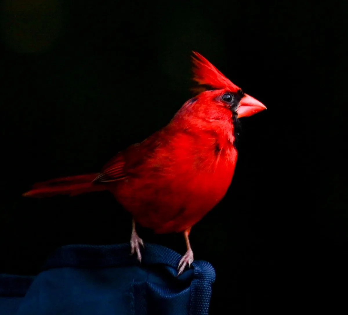 The Majestic Cardinal in All Its Glory