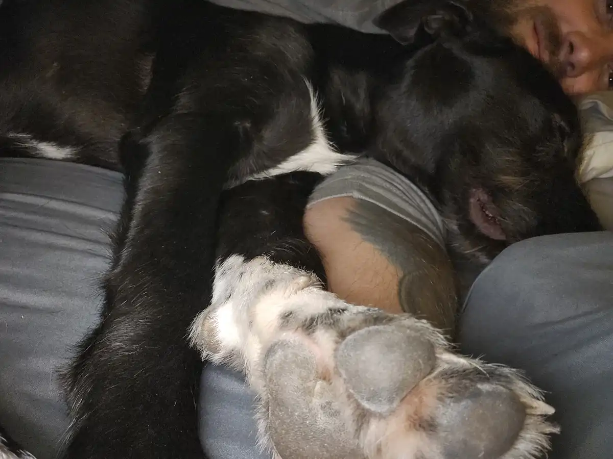 A black and white dog is curled up asleep on a person's chest, its head resting near the person's face, with its large paw…