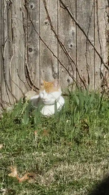 Basking in the Warm Sunshine