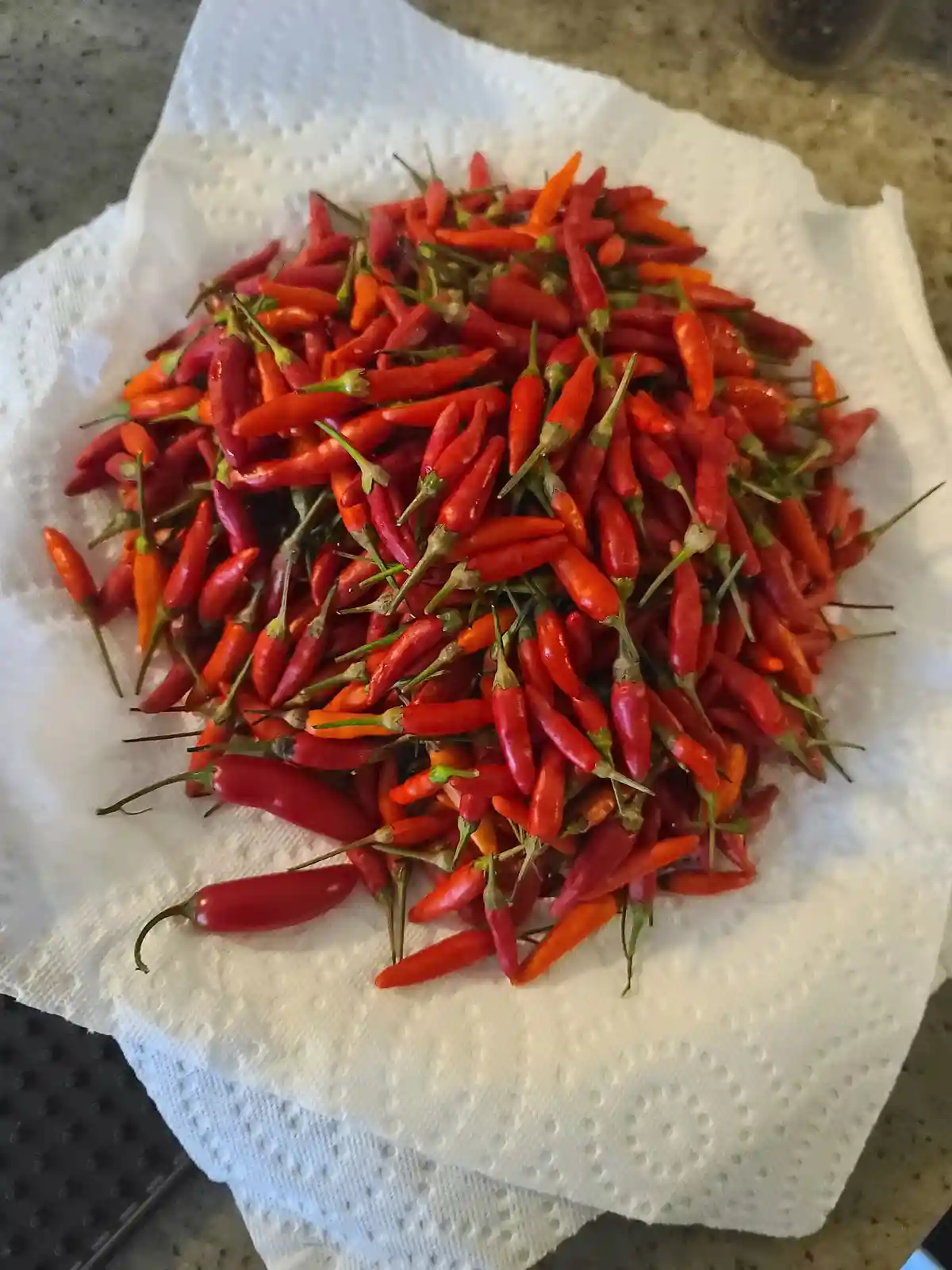 A large pile of fresh red and orange chili peppers with green stems rests on a white paper towel, which is placed on a…