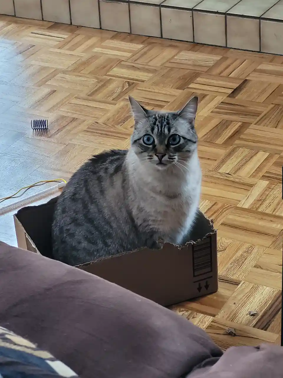 A gray tabby cat with striking blue eyes sits upright in a torn cardboard box on a wooden parquet floor, looking directly at…