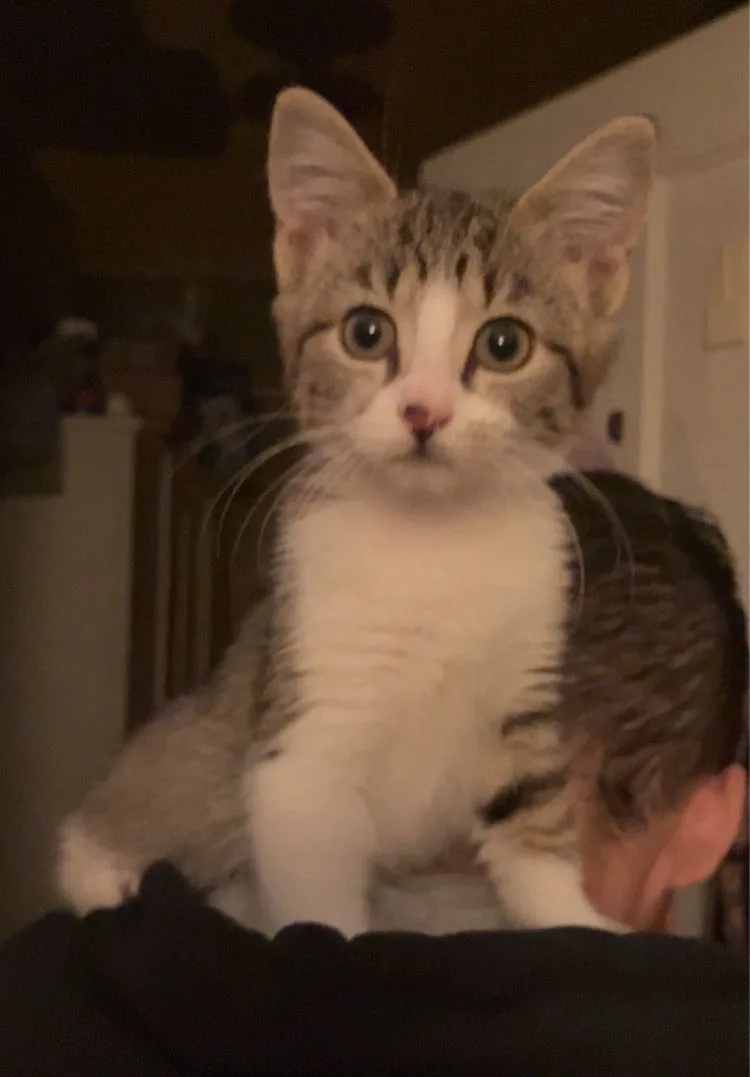 Meet Kaos, the adorable shoulder kitty!