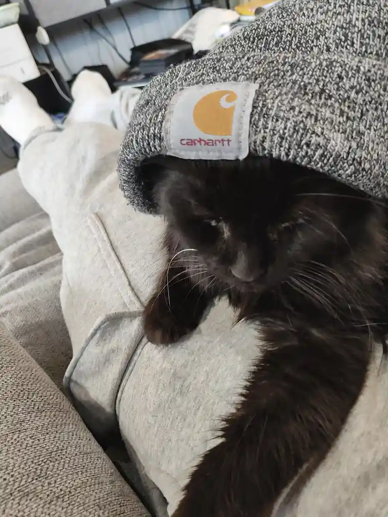 A black cat with long fur is resting on a person's lap, wearing a grey Carhartt beanie pulled down over its head. The person…