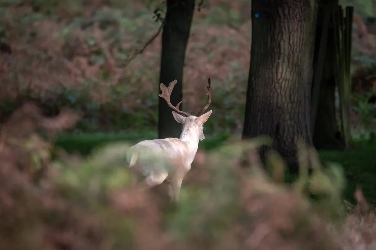 A white deer with antlers is seen from behind in a forest, walking away from the camera. The deer is partially obscured by…