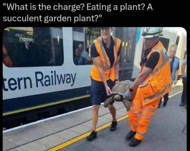 Two railway workers in orange safety vests are holding a large tortoise on a train platform next to a train labeled…
