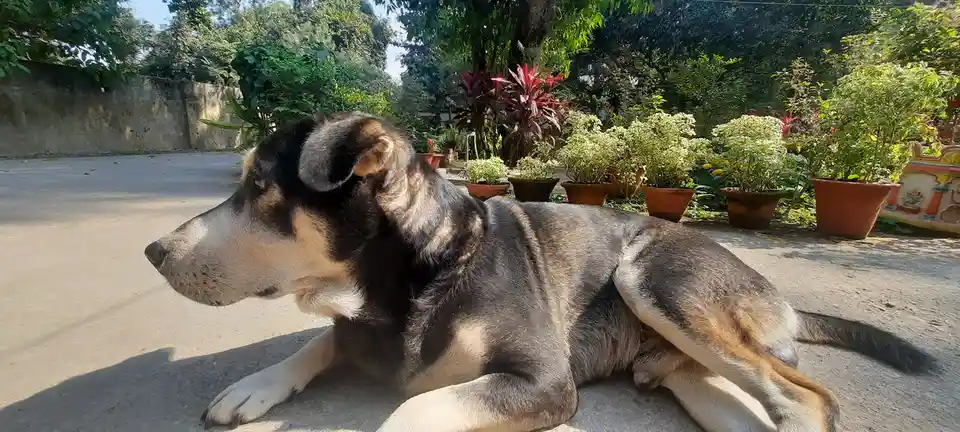 A large, black-and-tan dog with floppy ears is lying down on a concrete surface in a sunny outdoor area, surrounded by…
