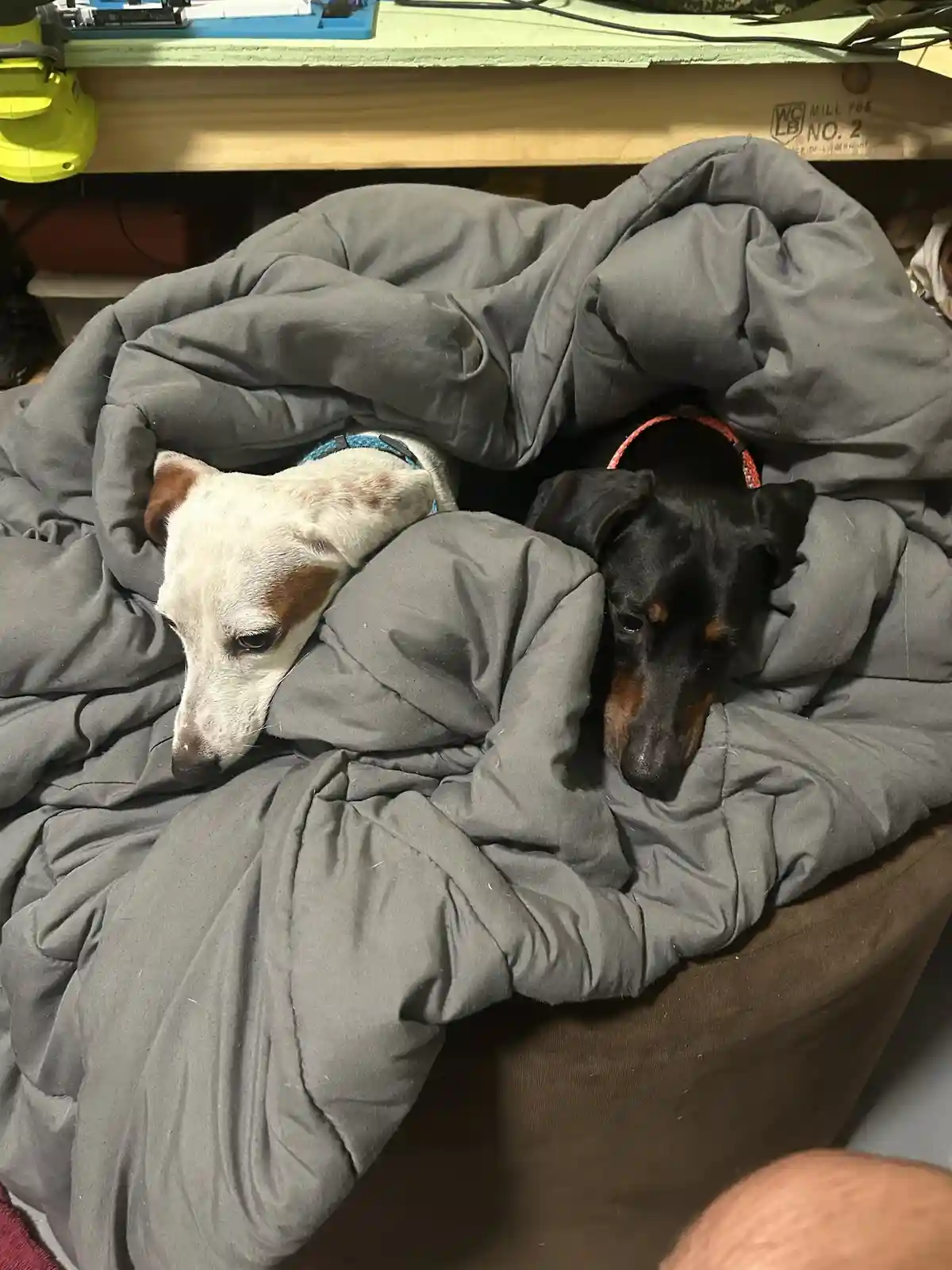 Two dogs, one white with brown patches and one black with brown markings, are snuggled together under a gray comforter on a…