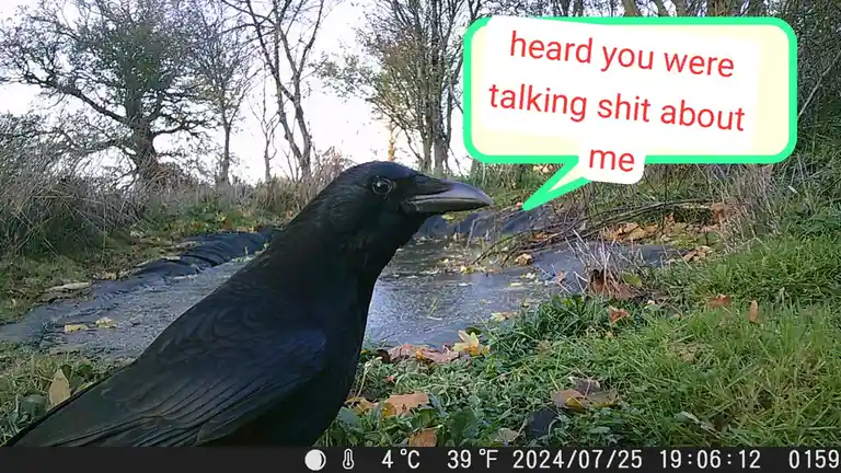 A black bird, likely a crow or raven, is captured in a nature camera shot near a stream with grass and fallen leaves. A…