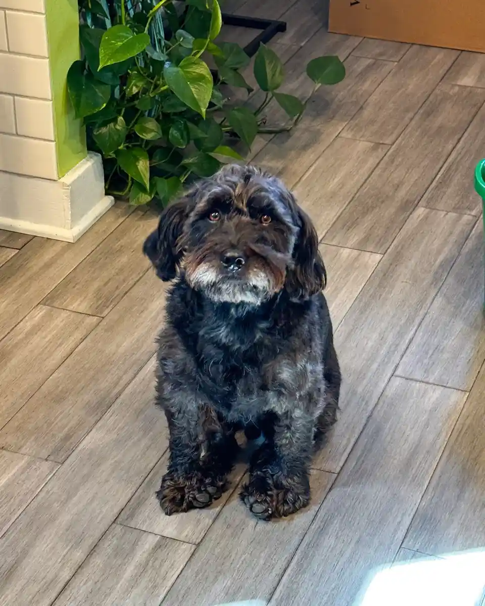 A small, shaggy black dog with a white muzzle sits on a light wood floor, looking up with wide, pleading eyes. Behind it is…