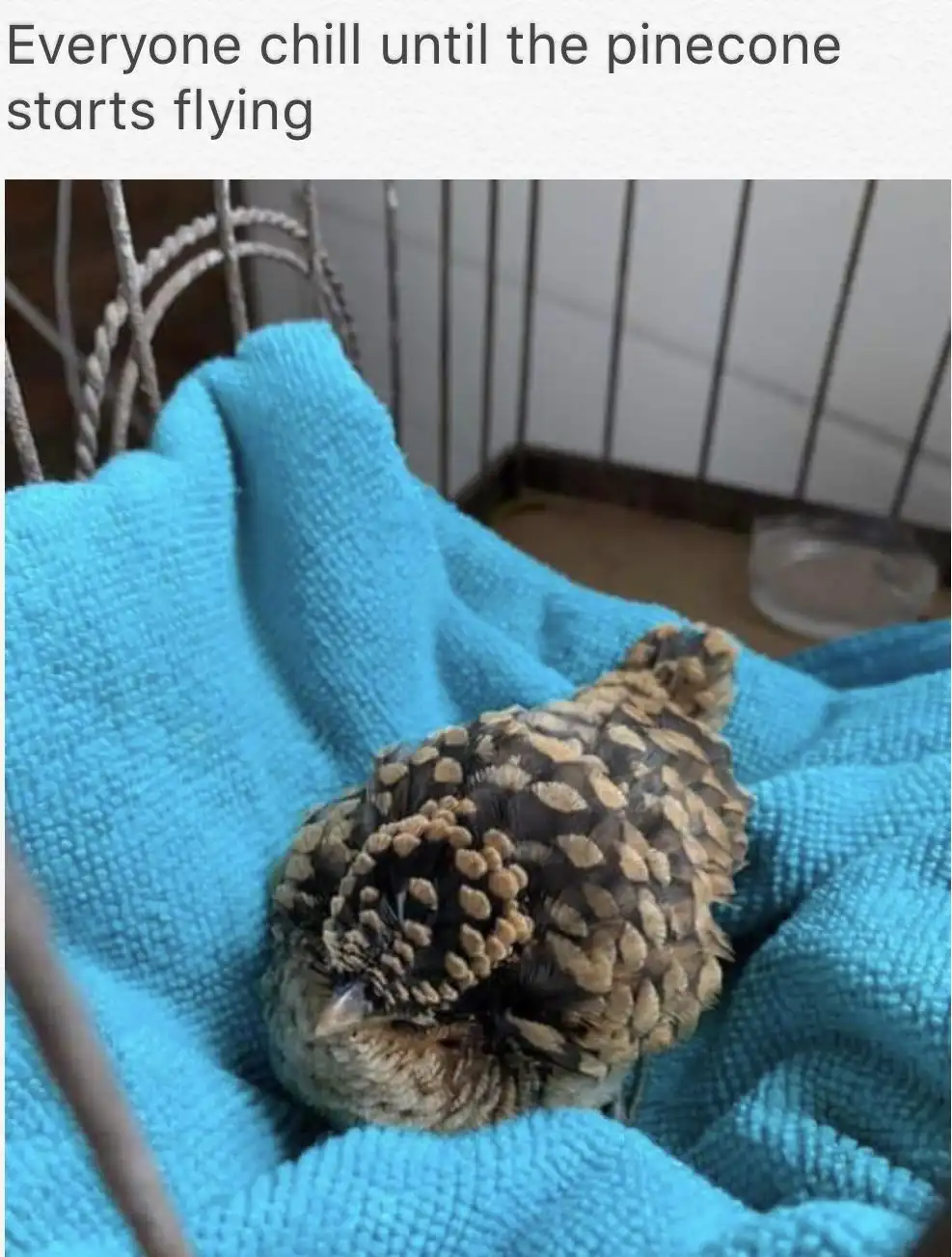 Join the Pinecone Squad!